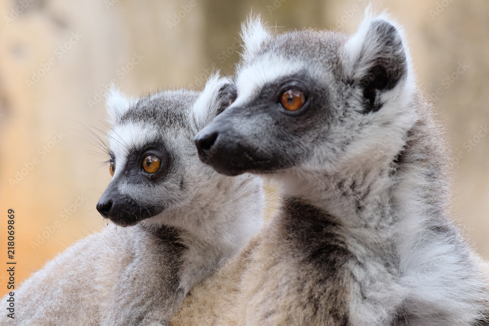 Obraz premium Ringtailed lemur, lemur catta, in Berenty private reserve, Madagascar