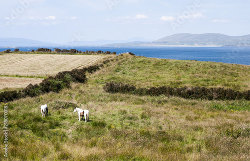 Horses in a grassy field on a sunny day with views of ocean and mountains in the distance. Taken in Renvyle along the Wild Atlantic Way in Ireland. photo