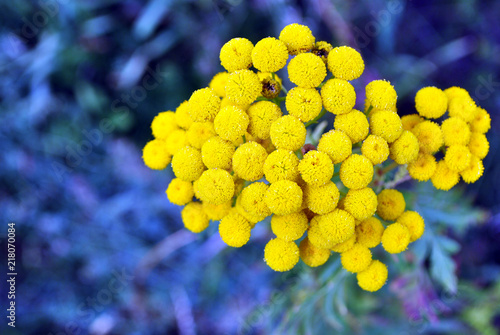 Tansy  Tanacetum vulgare  common tansy  bitter buttons  cow bitter  golden buttons  top view flowers and leaves  on soft grass background bokeh