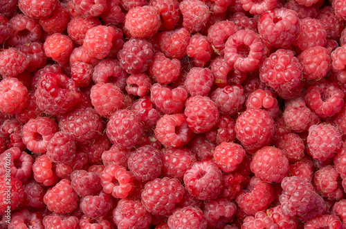 Red ripe raspberries as a background.