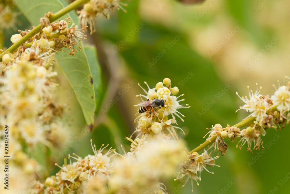 The pollination by insect. Bee travels to correct food from Longan or Dragon eye fruit's flower as a visit at organic farm. Fertilizer, Insecticide, Hormones technology concept. The pollination by insect. Bee travels to correct food from Longan or Dragon eye fruit's flower as a visit at organic farm. Fertilizer, Insecticide, Hormones technology concept.