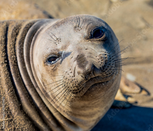 Seal close up 