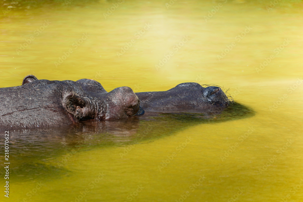 Sleeping Hippo in the water. Head close-up. Sleeping Hippo in the water. Head close-up.