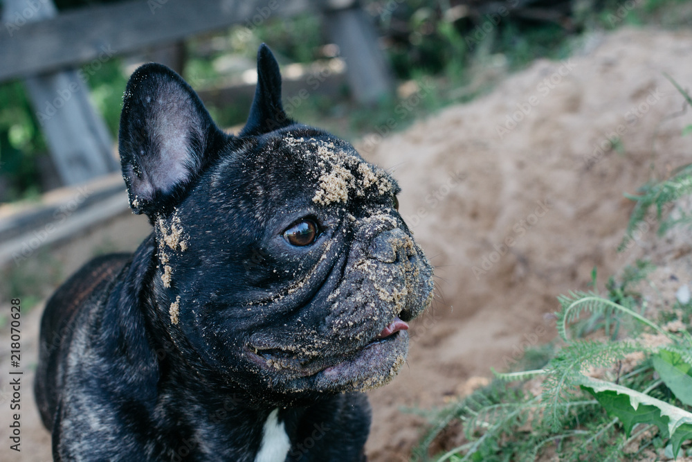 French bulldog playing in the sand, close up dog muzzle in the sand