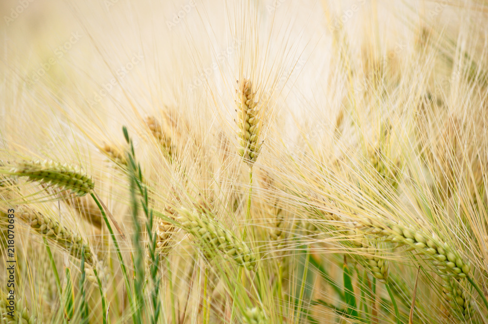 Wheat field ready to be harvested Wheat field ready to be harvested