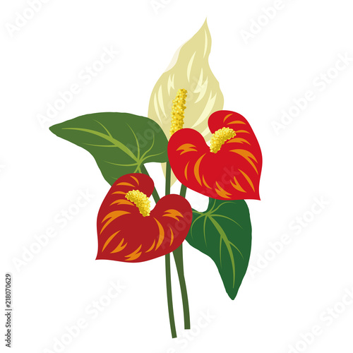 Nature flower red anthurium flamingo flower