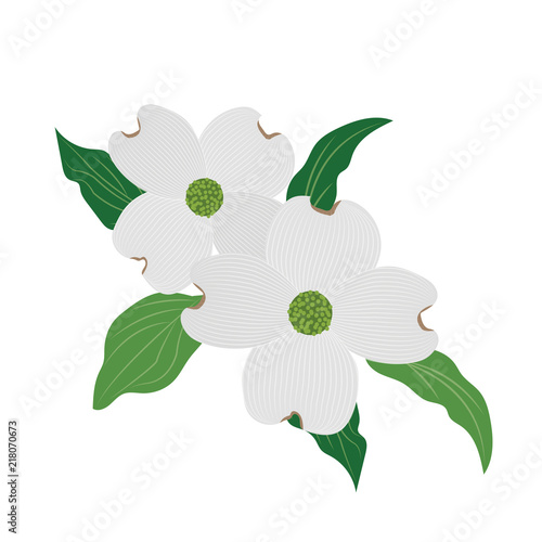 Nature flower white dogwood Cornus florida