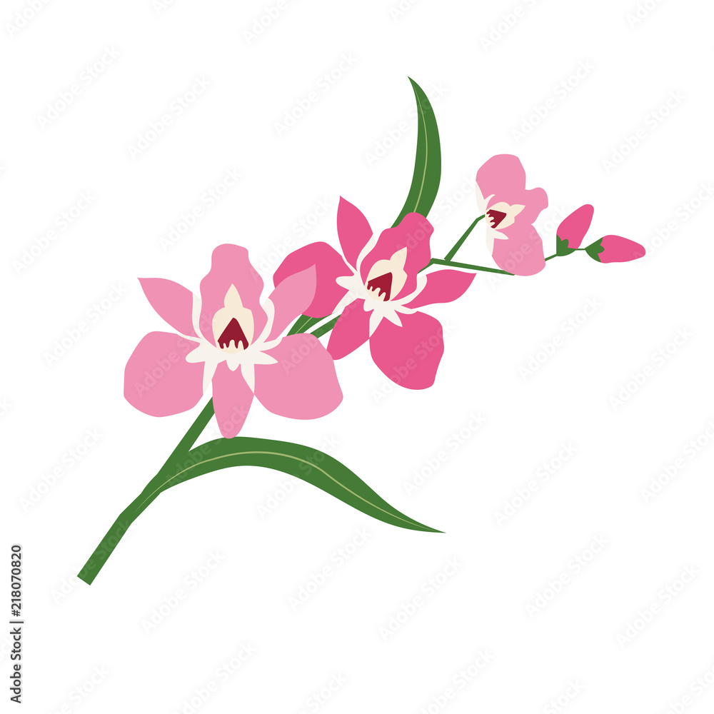 Nature flower pink orchid Nature flower pink orchid