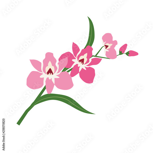 Nature flower pink orchid