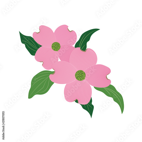 Nature flower pink dogwood Cornus florida