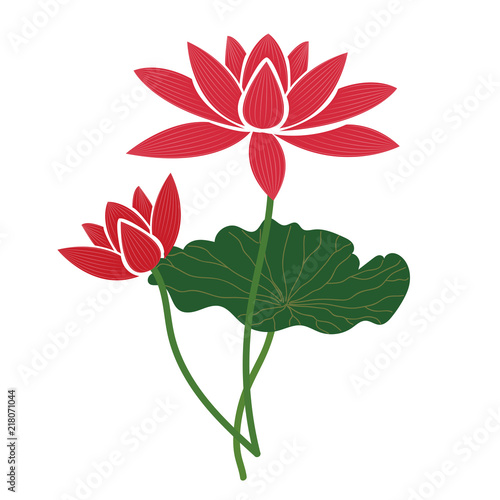 Nature flower pink lotus