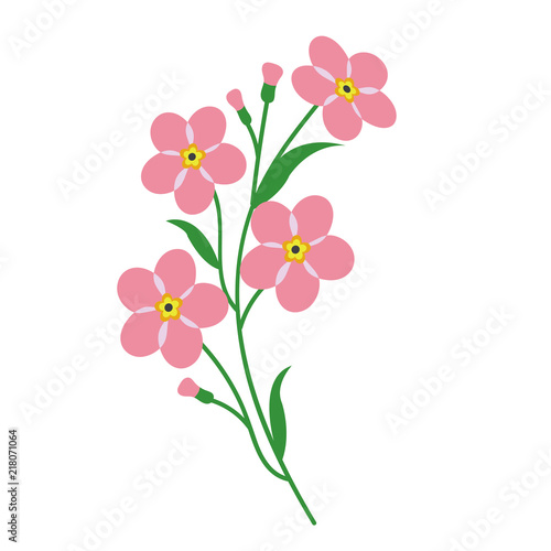 Nature flower pink forget me not