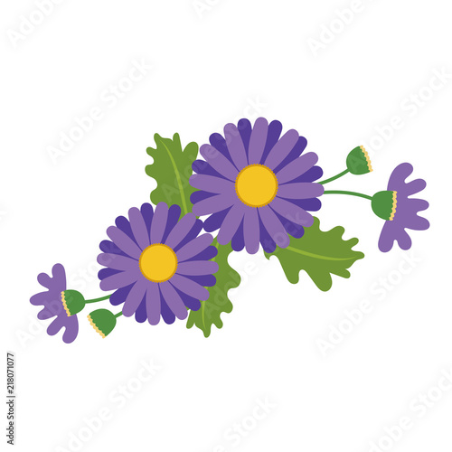 Nature flower purple daisy