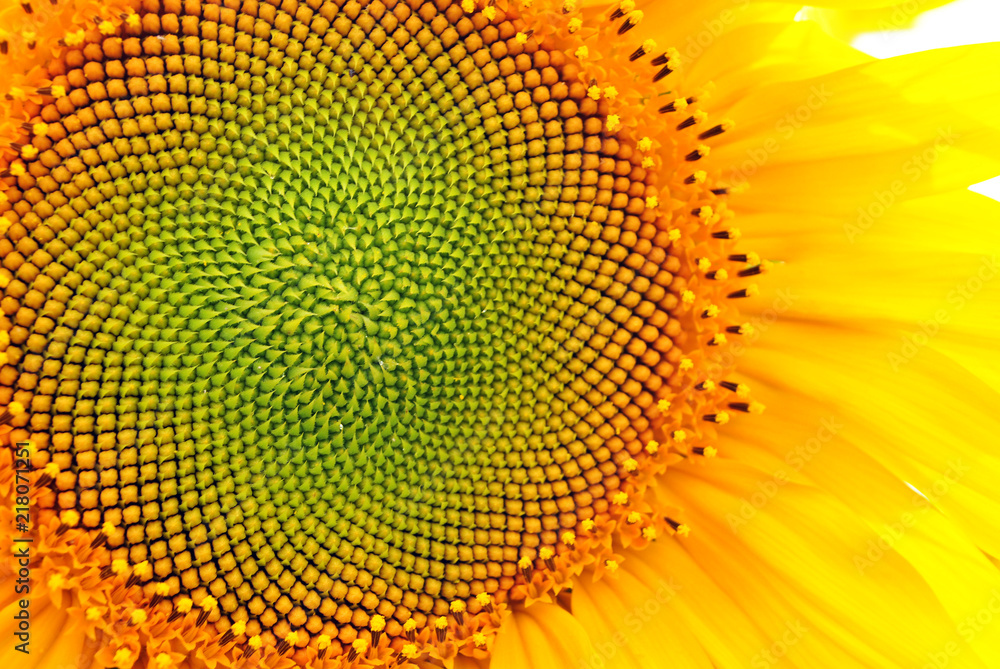 Sunflower blooming, close up petals texture macro detail, organic background - obrazy, fototapety, plakaty 