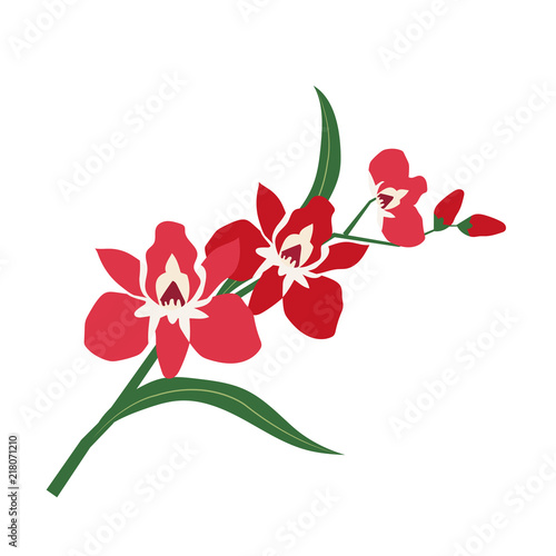 Nature flower red orchid