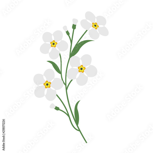 Nature flower white forget me not