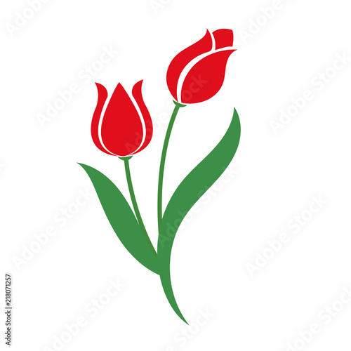 Nature flower red tulip