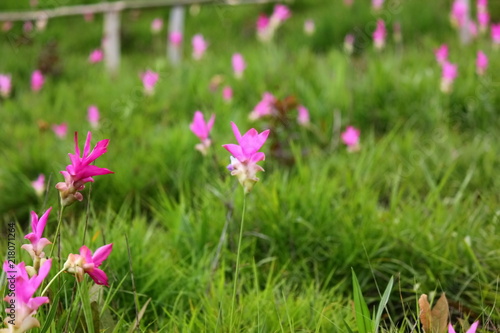beautiful pink flower ,zingiberaceae, in Sai thong National park Chaiyaphum