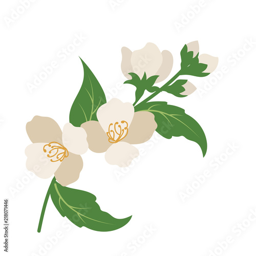 Nature flower jasmine