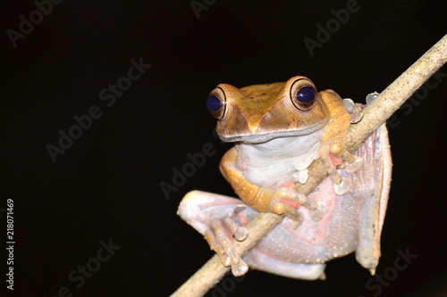 close up of tree frog in Madagascar