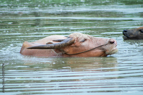 buffalo in the pond