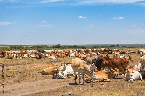 African cattle herded on the savannah