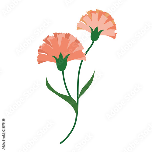 Nature flower orange carnations