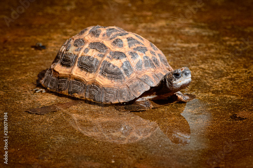 Drinking, thirsty spider tortoise drinking in paddle with its reflection in the water