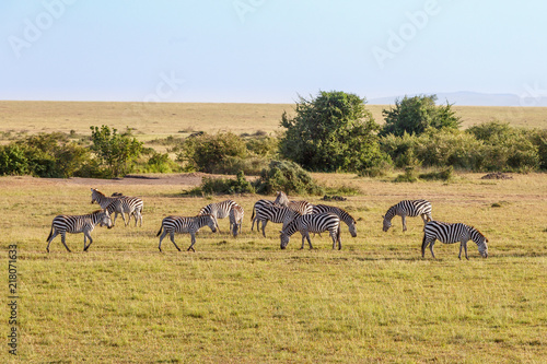 Grazing zebras on the savannah in Africa