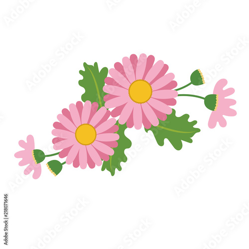 Nature flower pink daisy