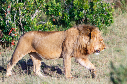 Large male lion walking on the grass on the African savannah