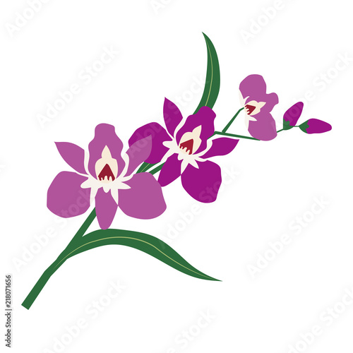 Fotografie, Obraz Nature flower purple orchid