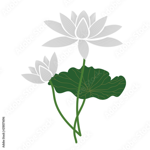 Nature flower white lotus