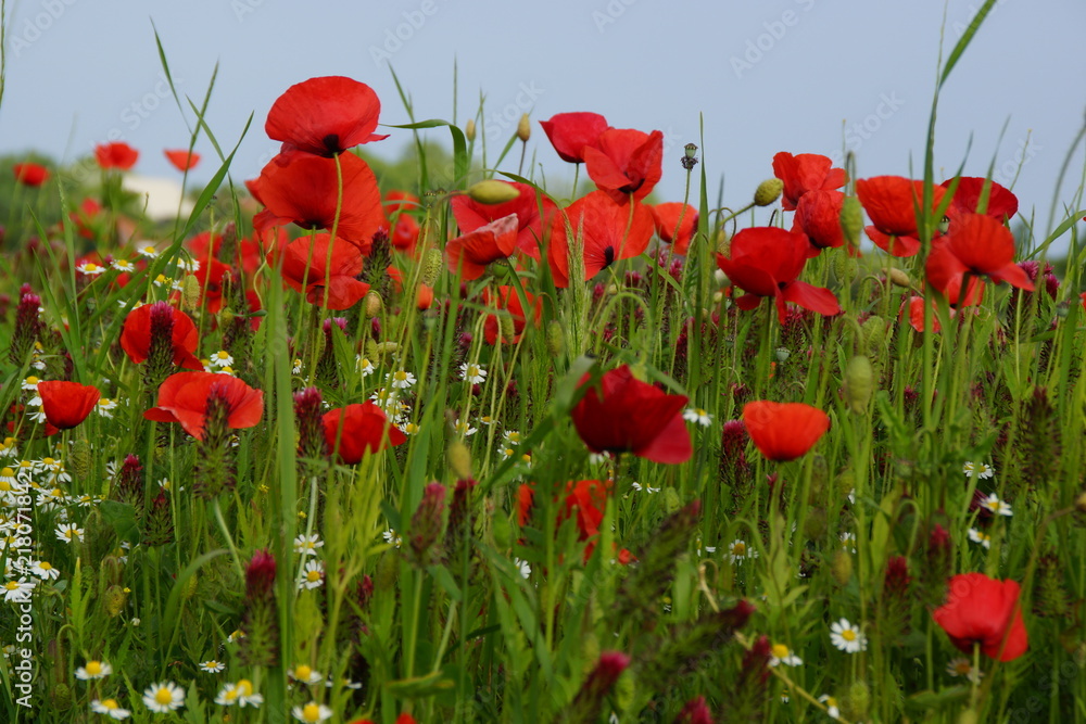 Obraz premium Mohnfeld