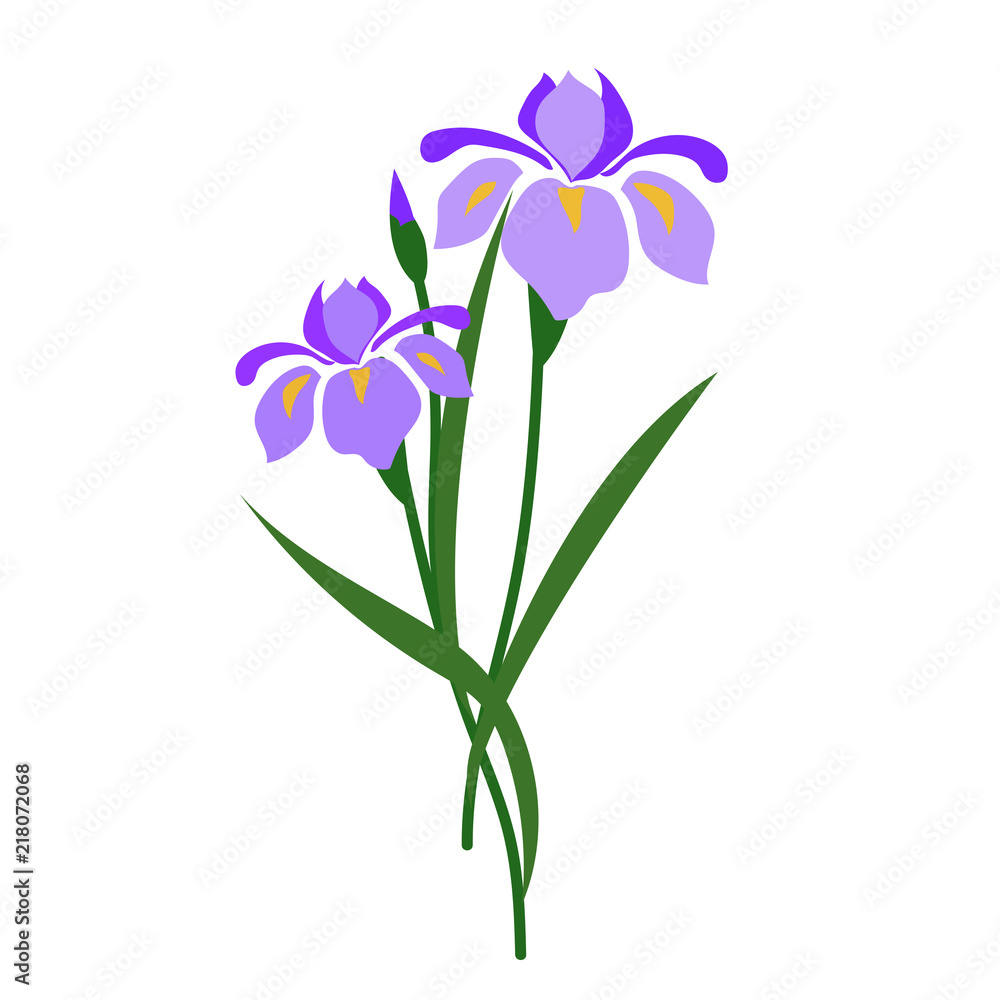 Nature flower purple iris Nature flower purple iris