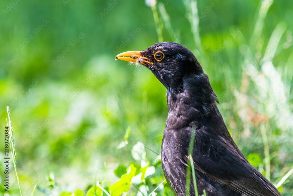 Fototapeta premium Blackbird in a grass with food in a beak carefully looking around