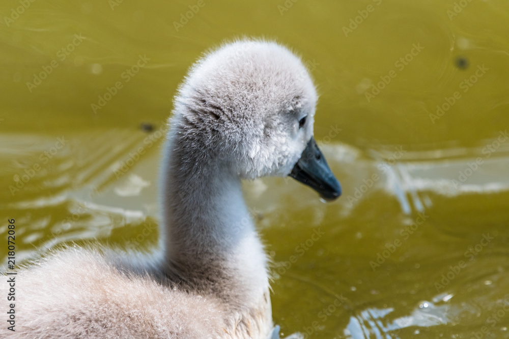 Beautiful young baby swan is swimming on a water.