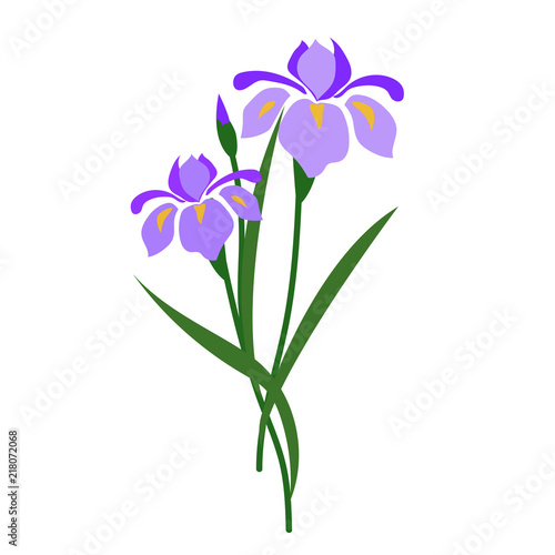 Nature flower purple iris photo