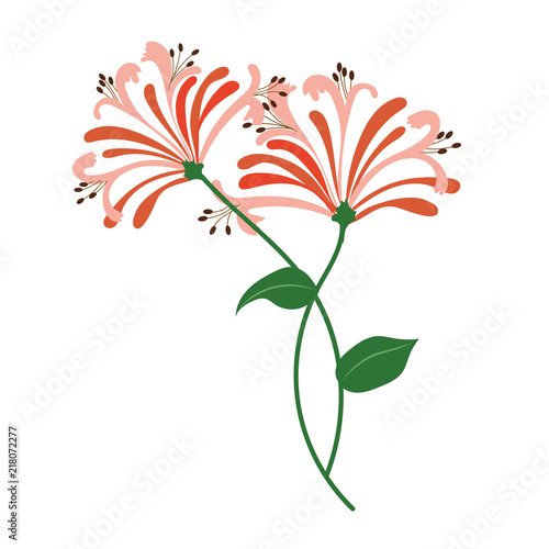 Nature flower orange honeysuckle