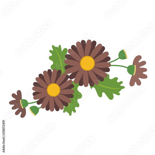 Nature flower brown daisy