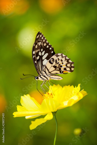 Beautiful butterfly on flower in garden © apimook