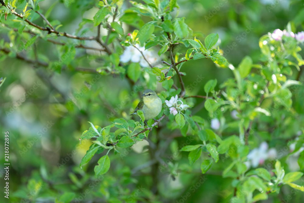 Obraz premium warbler