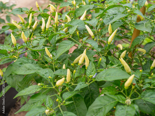 Bird's eye white chili blooming.