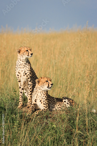 Two Wild Cheetah Cubs Looking to the Side in the Masai Mara, Kenya, Africa