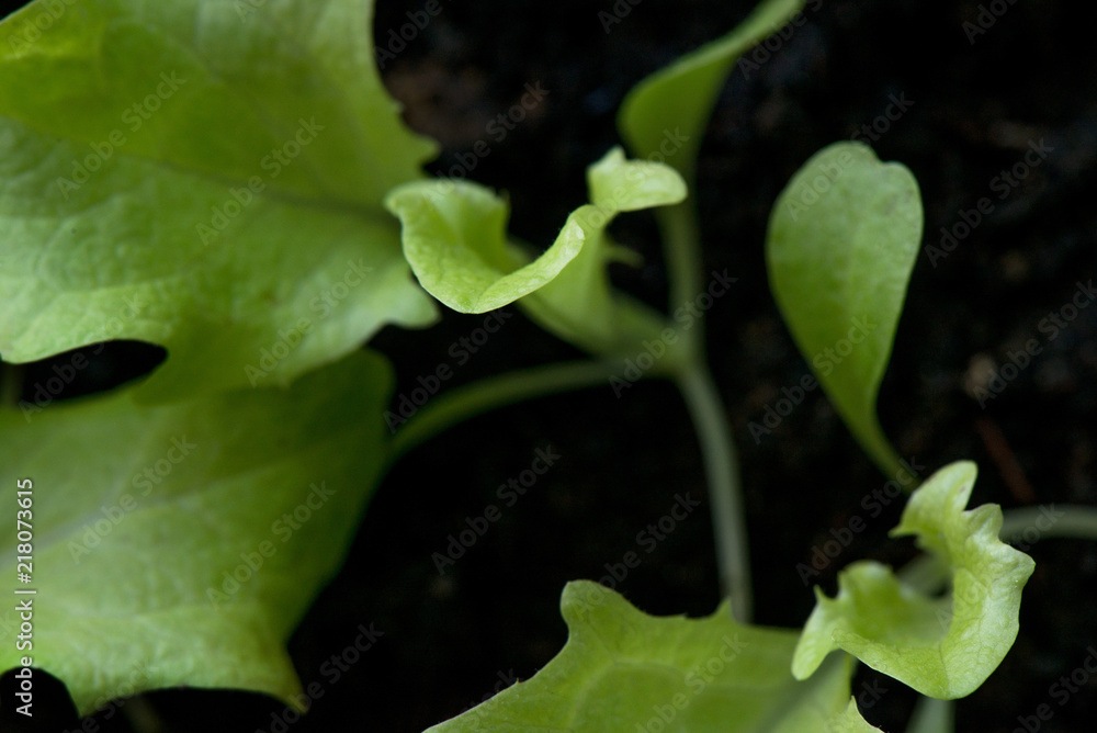 Seedlings of salad in fertile soil in self made pot from paper milk bottles, on windowsill. Spring is coming and farmers working in greenhouse
Seedlings of salad in fertile soil in self made pot from paper milk bottles, on windowsill. Spring is coming and farmers working in greenhouse