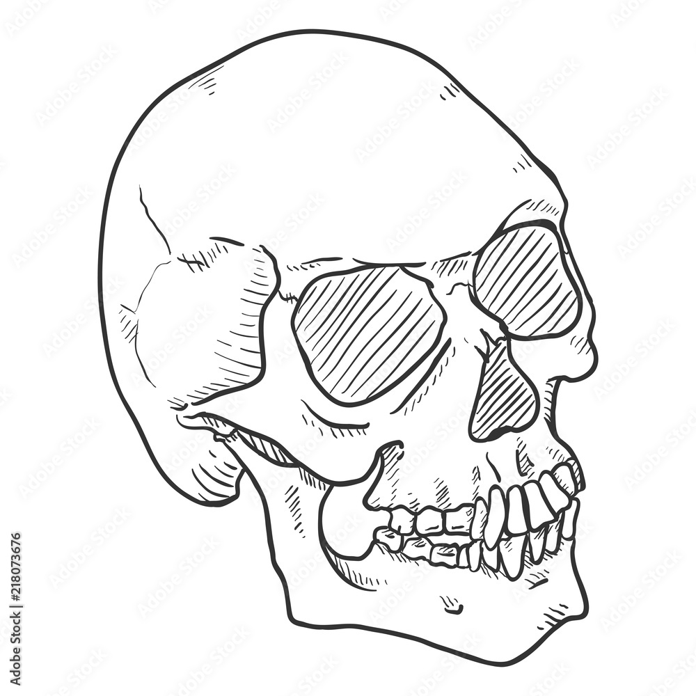 Vector Single Black Sketch Illustration - Human Skull Vector Single Black Sketch Illustration - Human Skull