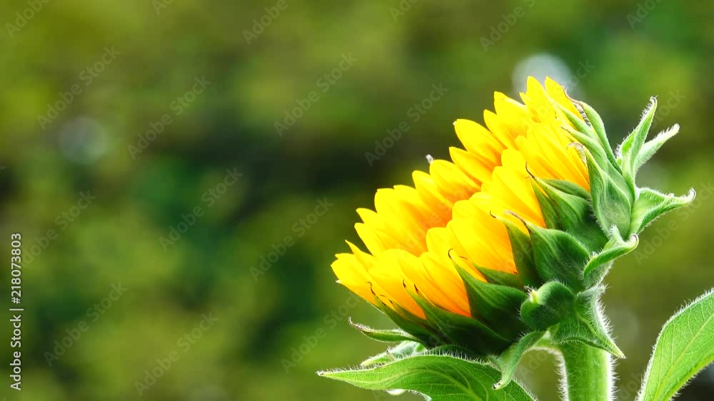HD 1080 super slow sunflower in garden beautiful nature outdoor. HD 1080 super slow sunflower in garden beautiful nature outdoor.
