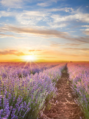 Deken met foto Honingkleur Sunset sky over a violet lavender field in Provence, France. Lavender bushes landscape on evening light.  © Kotkoa