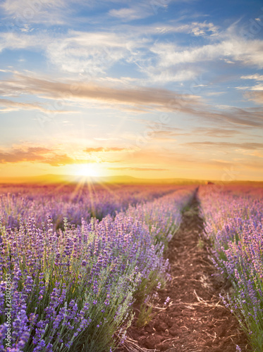 Sunset sky over a violet lavender field in Provence, France. Lavender bushes landscape on evening light.