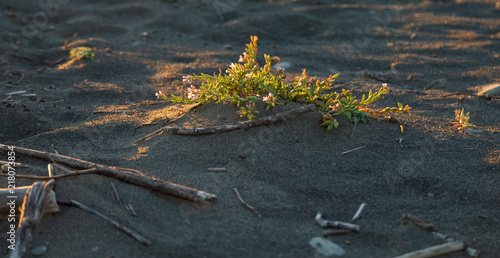 Wildflower with sticks on Mattole Beach in Petrolia California photo